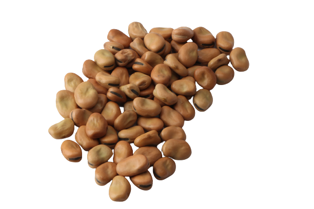 فول بلدي كامل