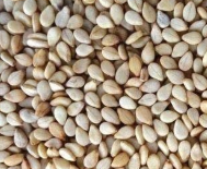 سمسم أبيض طبيعي