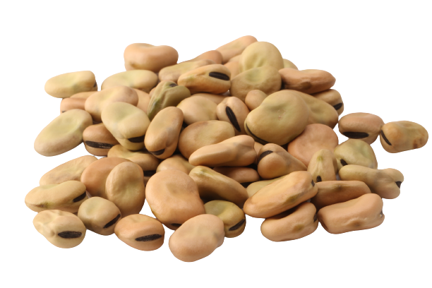 فول عريض حب